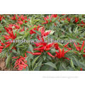 All Kinds Of Green /Red/ Hybird F1/ Hot Pepper Seeds Red Chilli Seeds